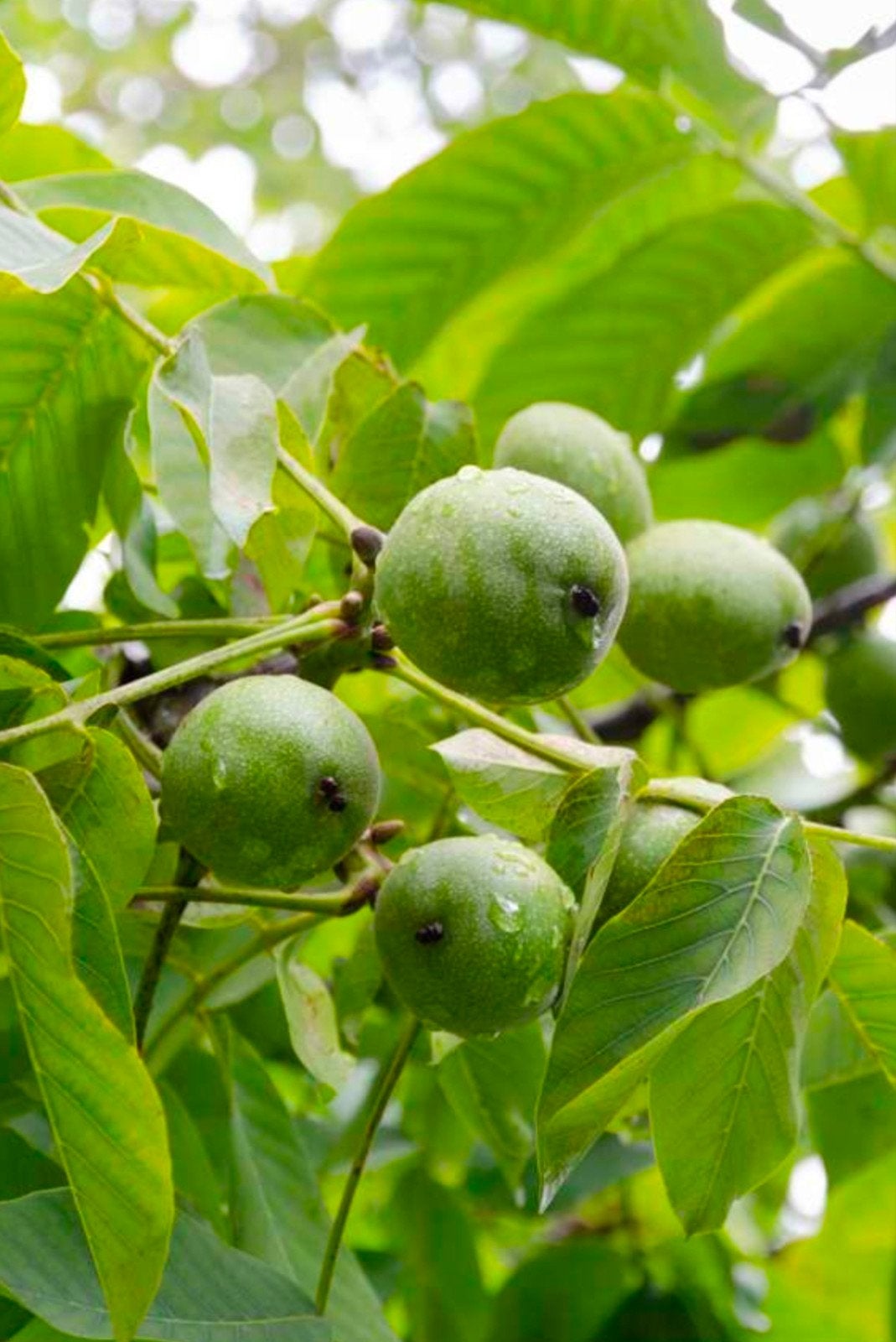 juglans regia (walnoot), Overige soorten, Lente, 250 tot 400 cm, Ophalen