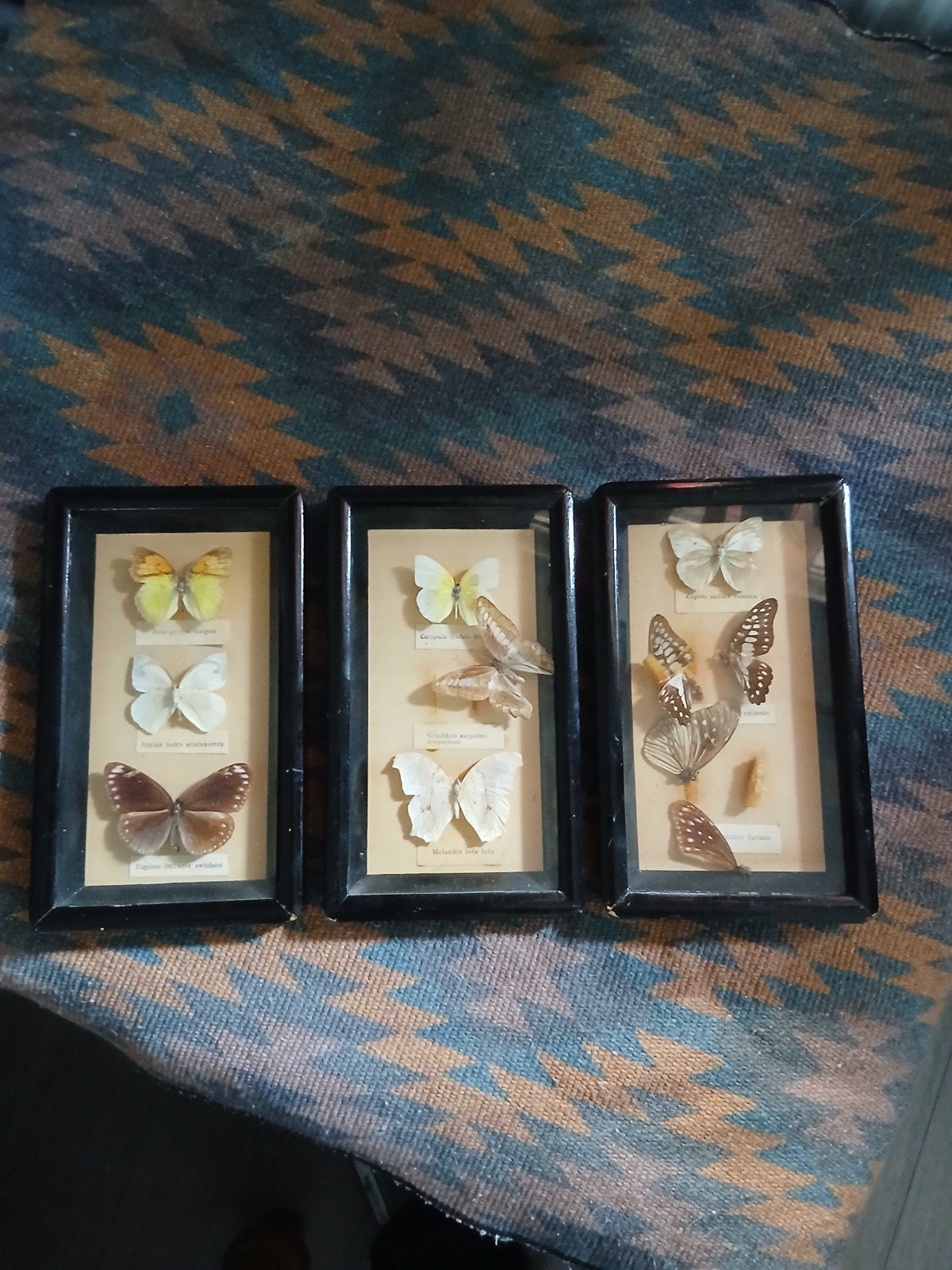 Echte vlinders in lijst namen erbij vintage, Ophalen of Verzenden