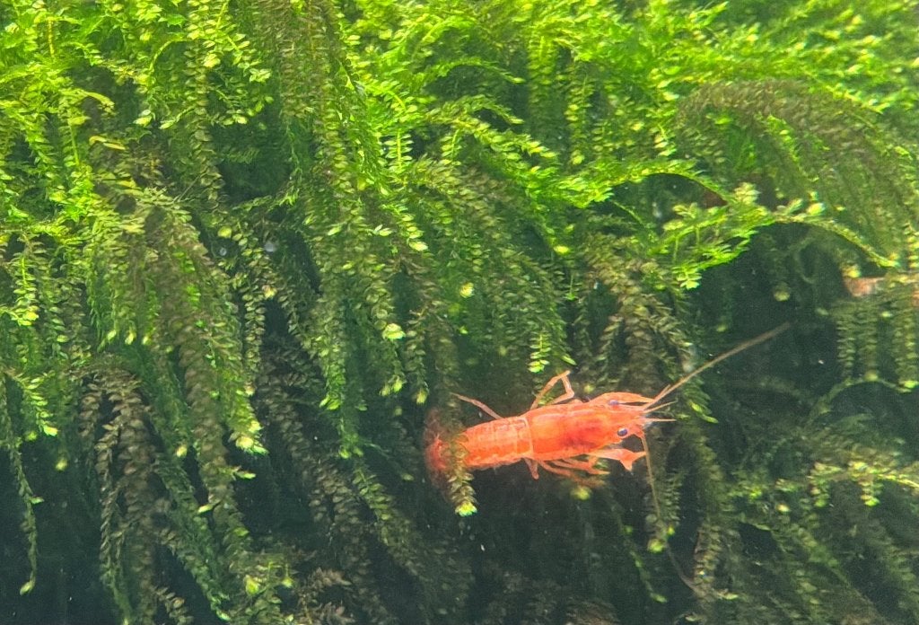 CPO kreeftjes, Dieren en Toebehoren, Vissen | Aquariumvissen, Kreeft, Krab of Garnaal, Zoetwatervis