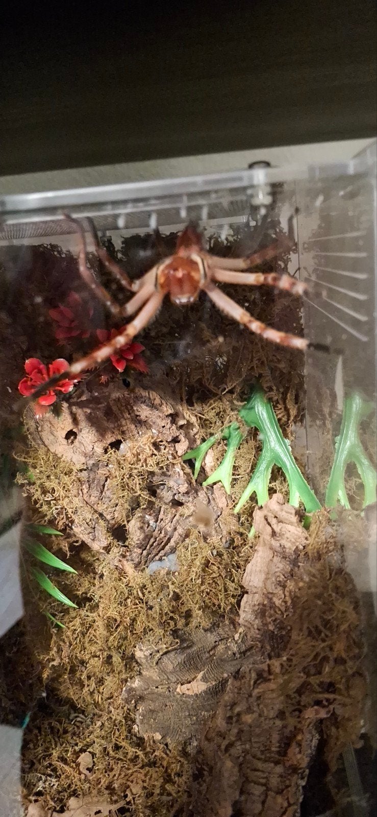 Tarantula's & Spinnen & Gekko's te koop, Spin of Schorpioen