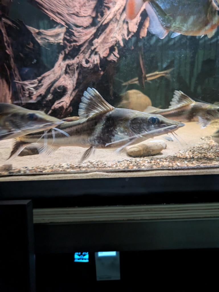 Pimelodus ornatus 2 stuks van 20 en 25cm!!!, Dieren en Toebehoren, Vissen | Aquariumvissen, Vis, Zoetwatervis