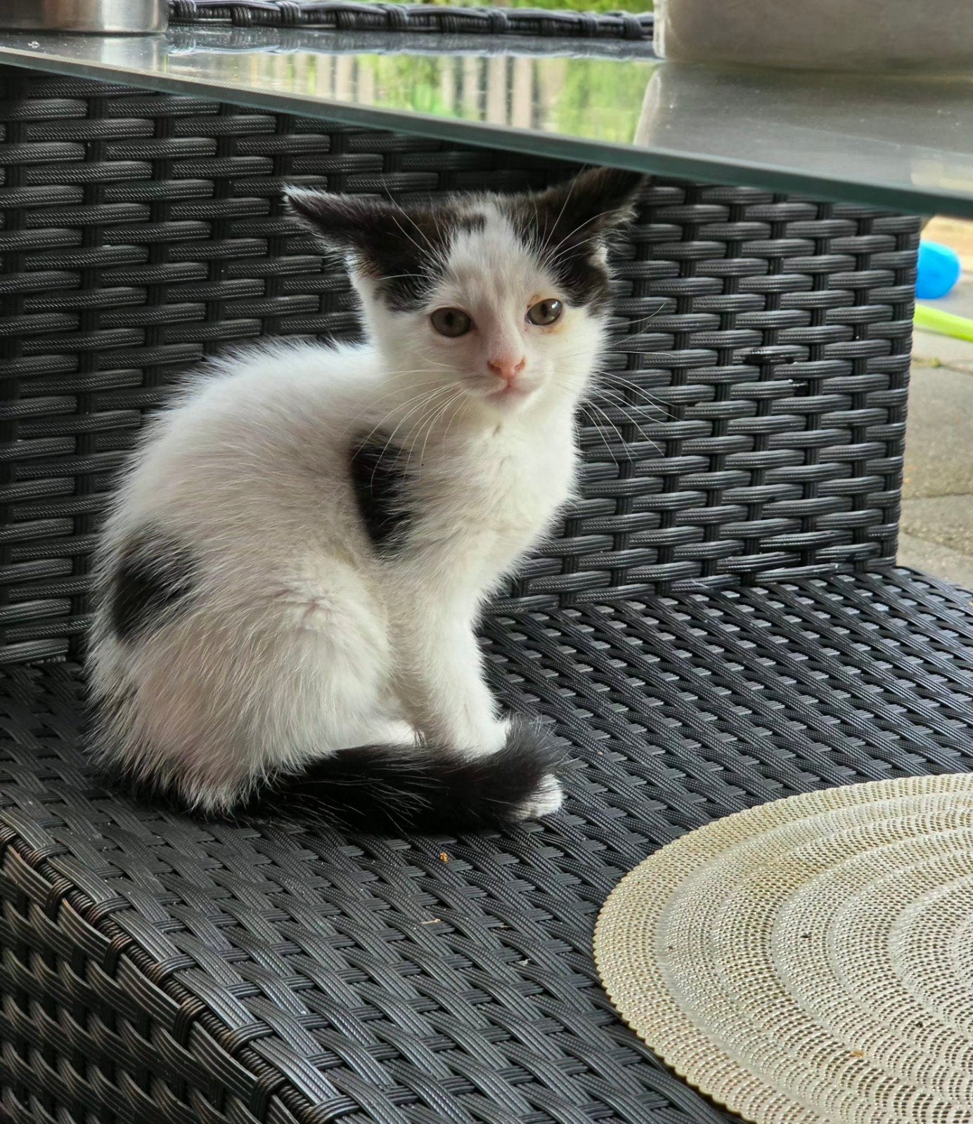 lieve kittens zoeken een nieuw thuis!, Meerdere dieren, Kortharig, 0 tot 2 jaar