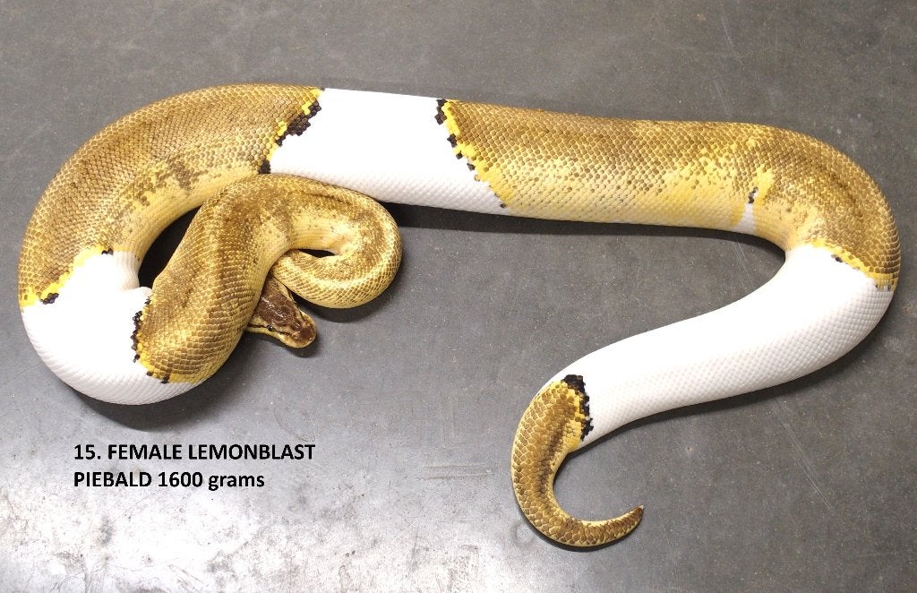 Koningspythons halwas en volwassen kweekdieren deel 1 Ball Python photo 15