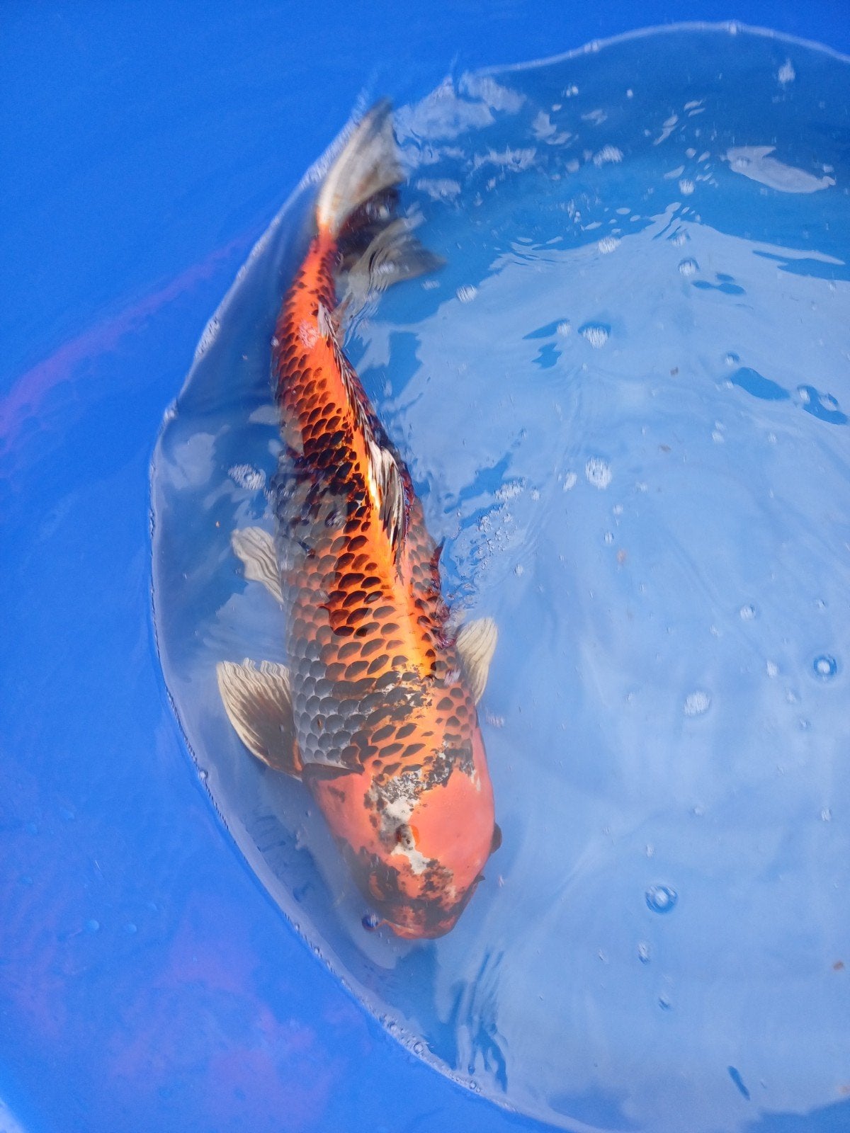 Hikari moyomono, Dieren en Toebehoren, Vissen | Vijvervissen, Karper of Koi