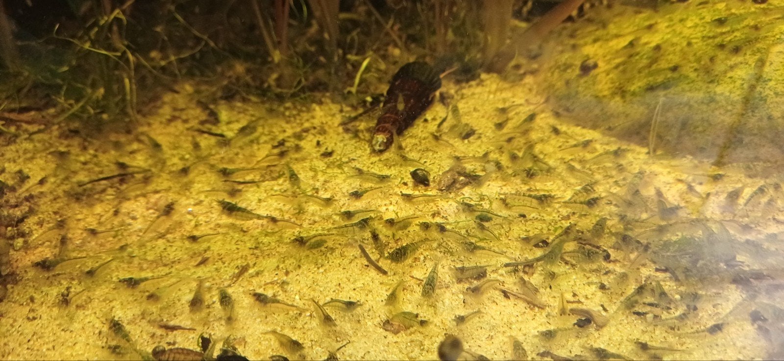 leuke mix van malawa en mini japonica garnalen, Kreeft, Krab of Garnaal