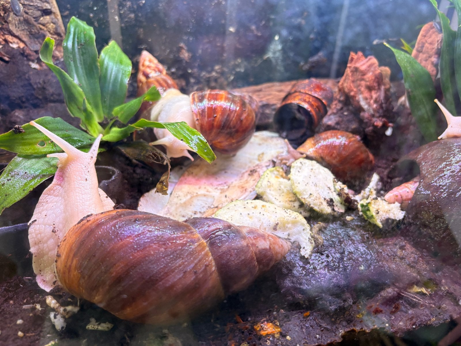 Terrarium, Aquarium 6 afrikaanse reizenslak, Subulina octona, Dieren en Toebehoren, Vissen | Aquaria en Toebehoren, Gebruikt, Verlichting of Verwarming