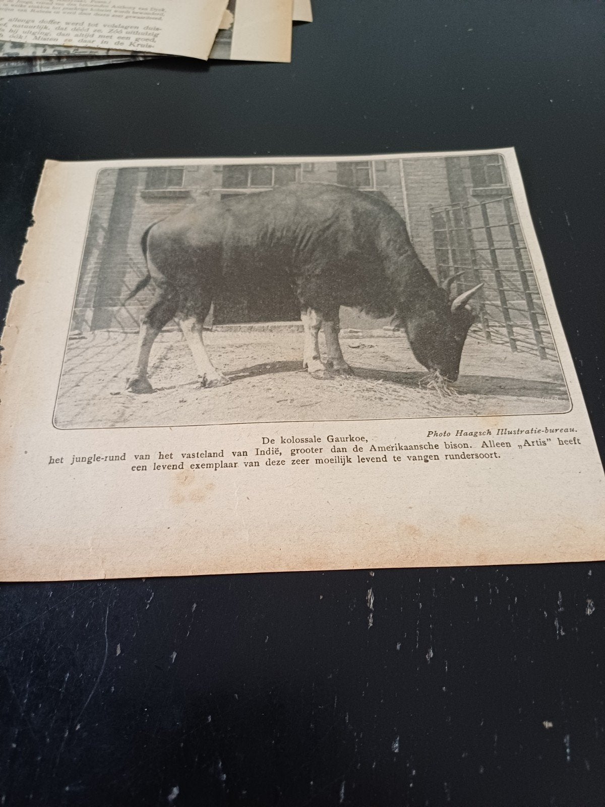 knipsel Gaurkoe dierentuin Artis Amsterdam 1921, Ophalen of Verzenden, Gebruikt