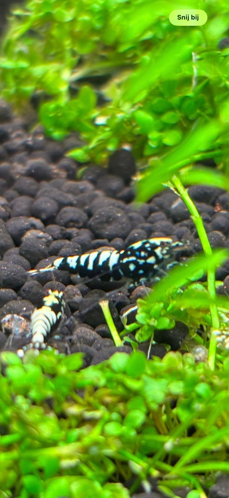 BOA caridina garnaal, Dieren en Toebehoren, Vissen | Aquariumvissen, Kreeft, Krab of Garnaal