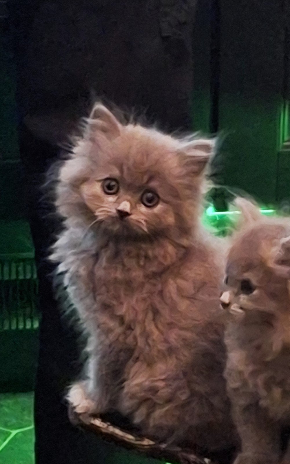 grijze langharige kittens (Noorse Boskat x Ragdoll), Meerdere dieren, Ontwormd, 0 tot 2 jaar