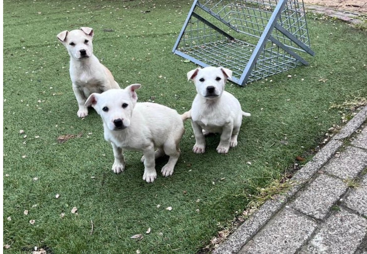 mechelse herder x Amerikaanse Stafford pups (aleen witte nog, 8 tot 15 weken, American Staffordshire Terriër, Meerdere, Meerdere dieren