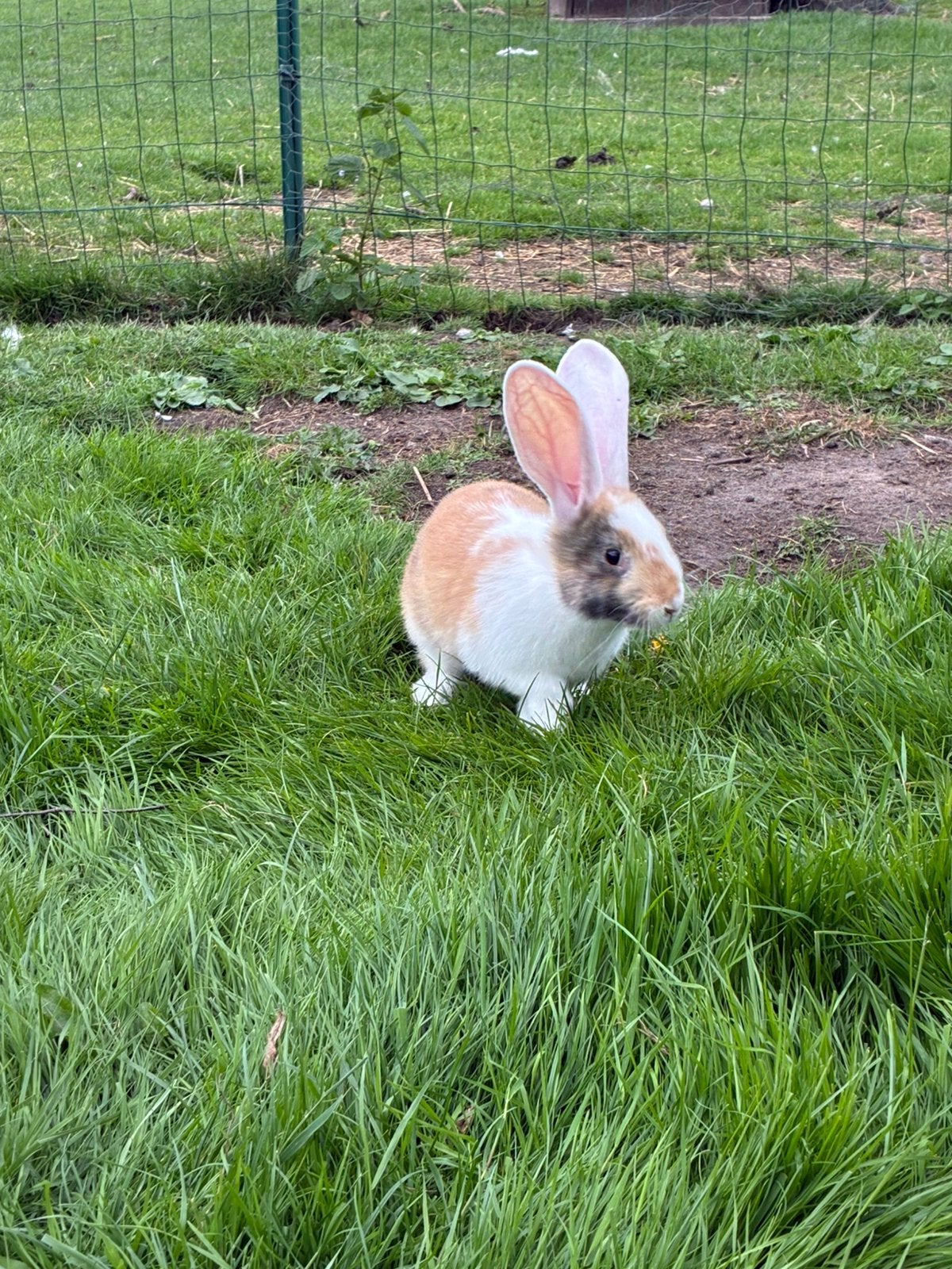 Tamme vlaamse reuzen te koop, Dieren en Toebehoren, Vrouwelijk, Groot