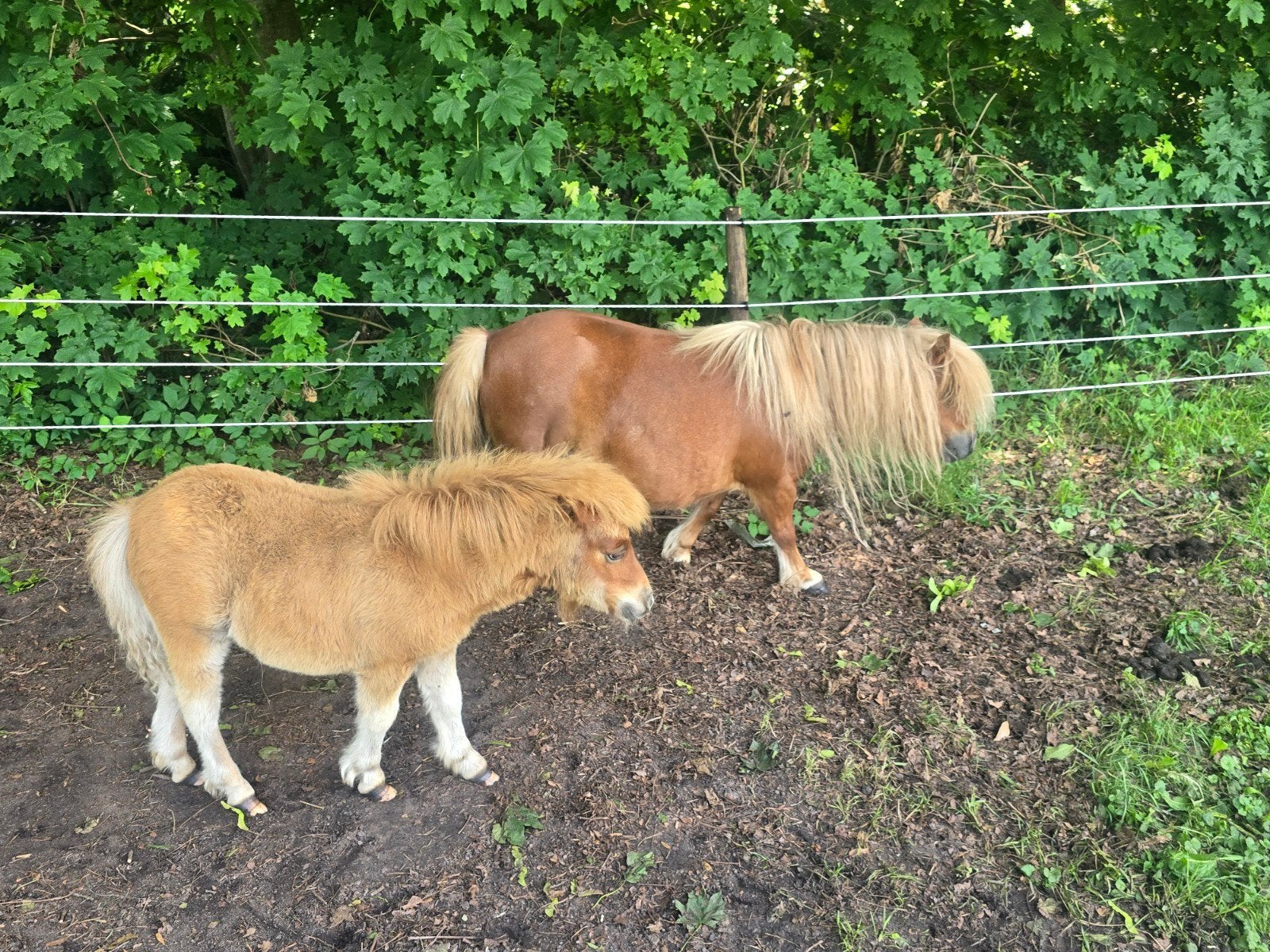 Merrie met hengst veulen, Merrie, A pony (tot 1.17m), 0 tot 2 jaar