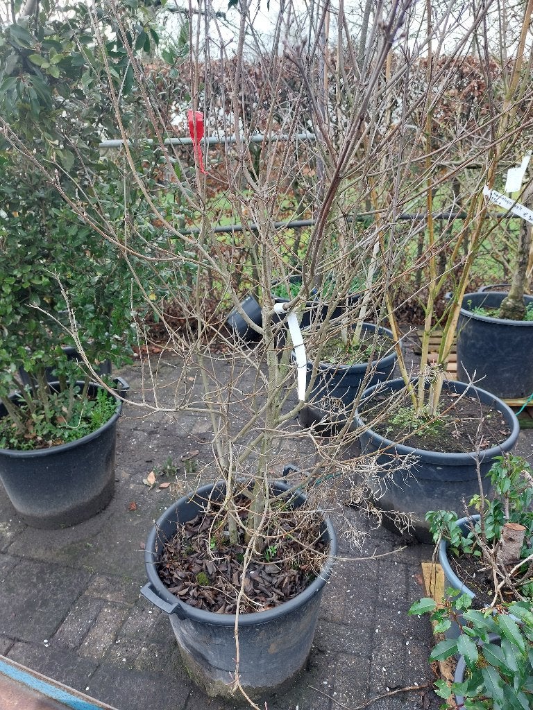 Cornus kousa chinensis, Overige soorten, Lente, 100 tot 250 cm, Ophalen