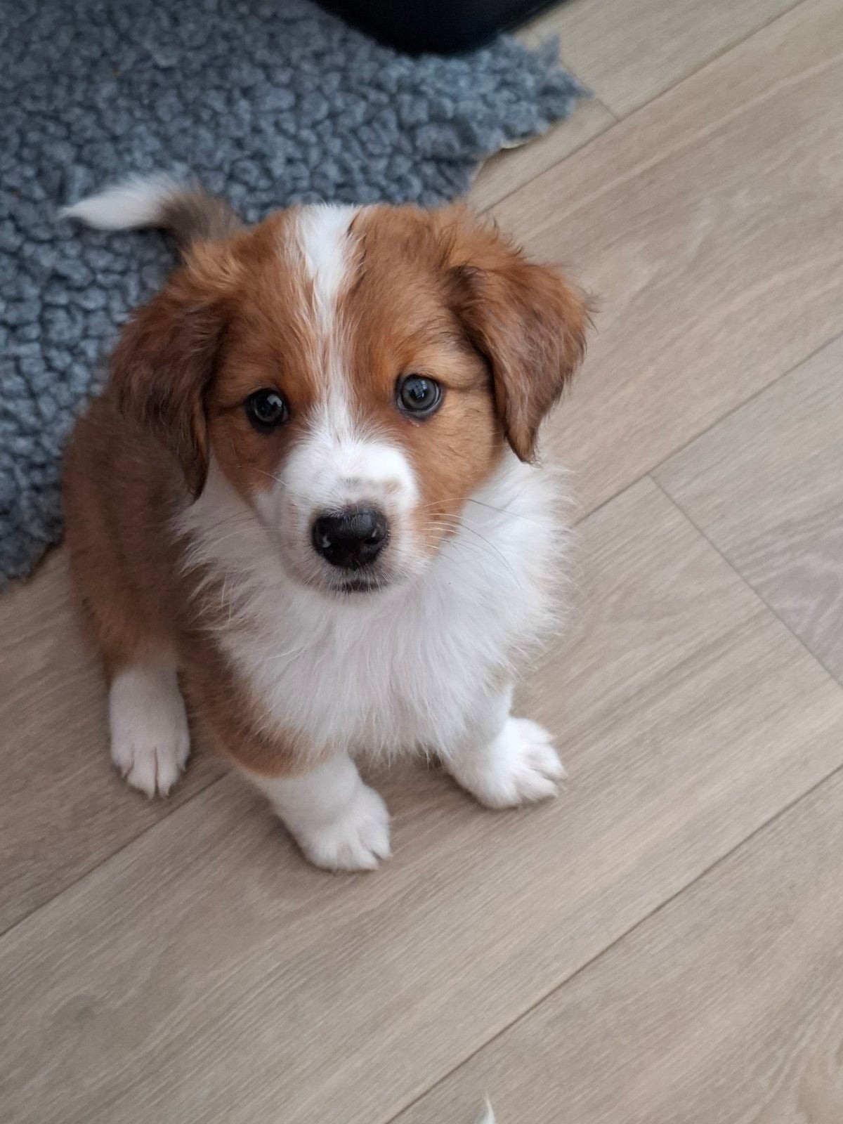 Puppy Australian Shepherd mix, Dieren en Toebehoren, Sheepdog, Reu, 8 tot 15 weken, CDV (hondenziekte)