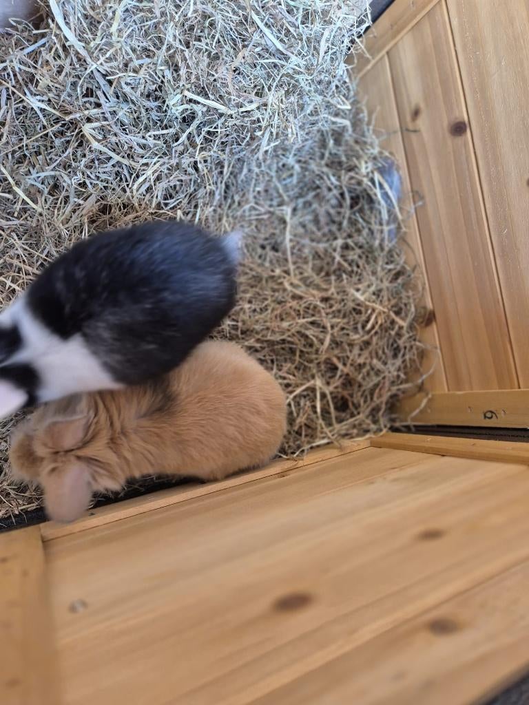 Baby konijntjes te koop, Dieren en Toebehoren, Konijnen, Geslacht onbekend, Klein, 0 tot 2 jaar