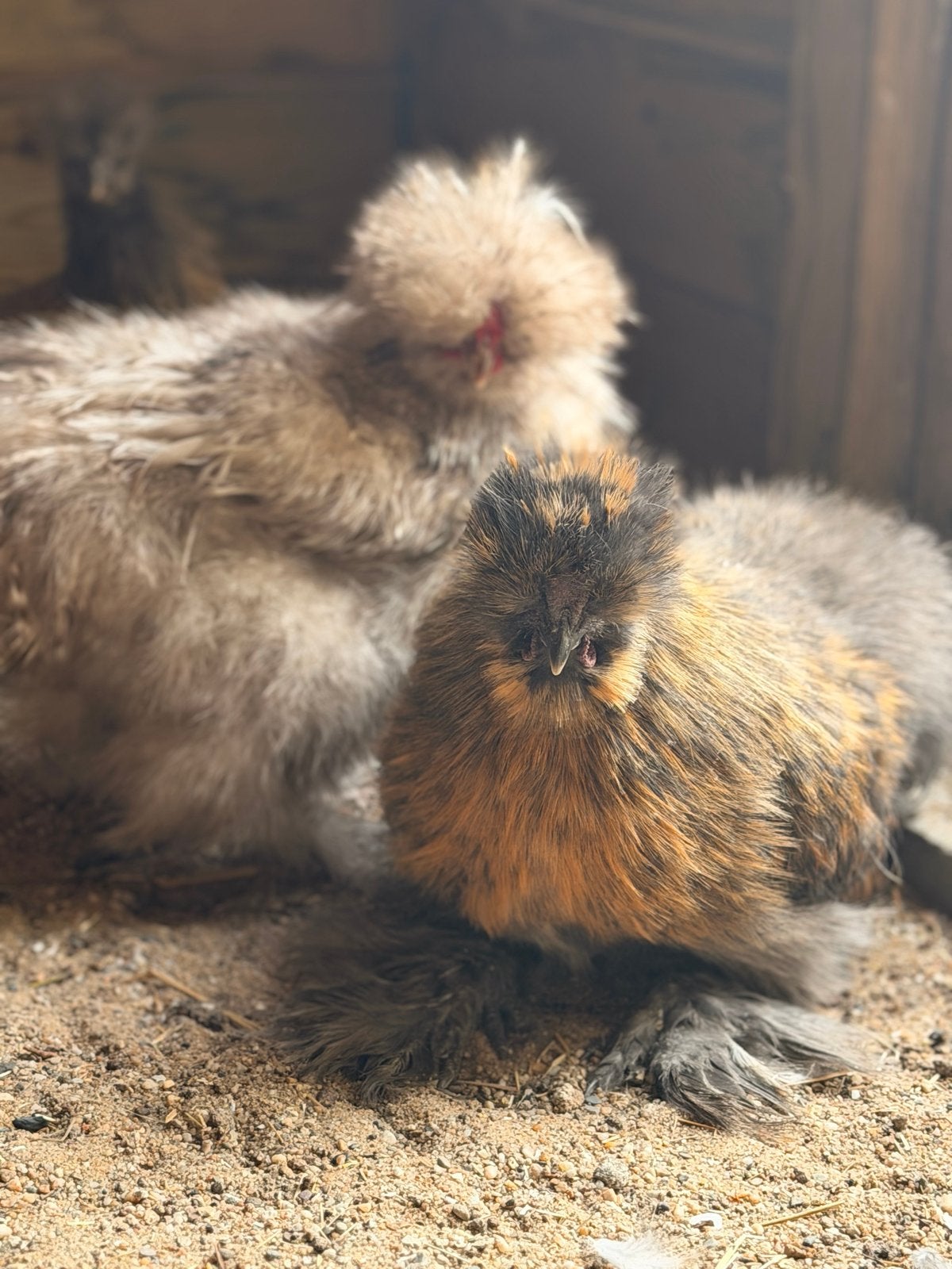 Rasechte USA zijdehoender mottled haantjes van Mei ‘26, Dieren en Toebehoren, Pluimvee, Mannelijk, Kip