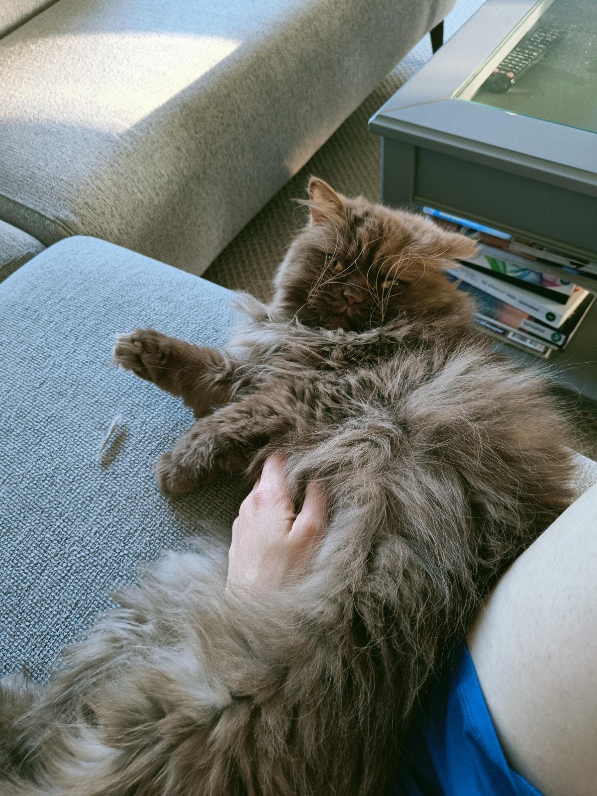 Britse Langhaar mannetje (2019) nieuw huisje gezocht, Kater, Gechipt, 6 jaar of ouder