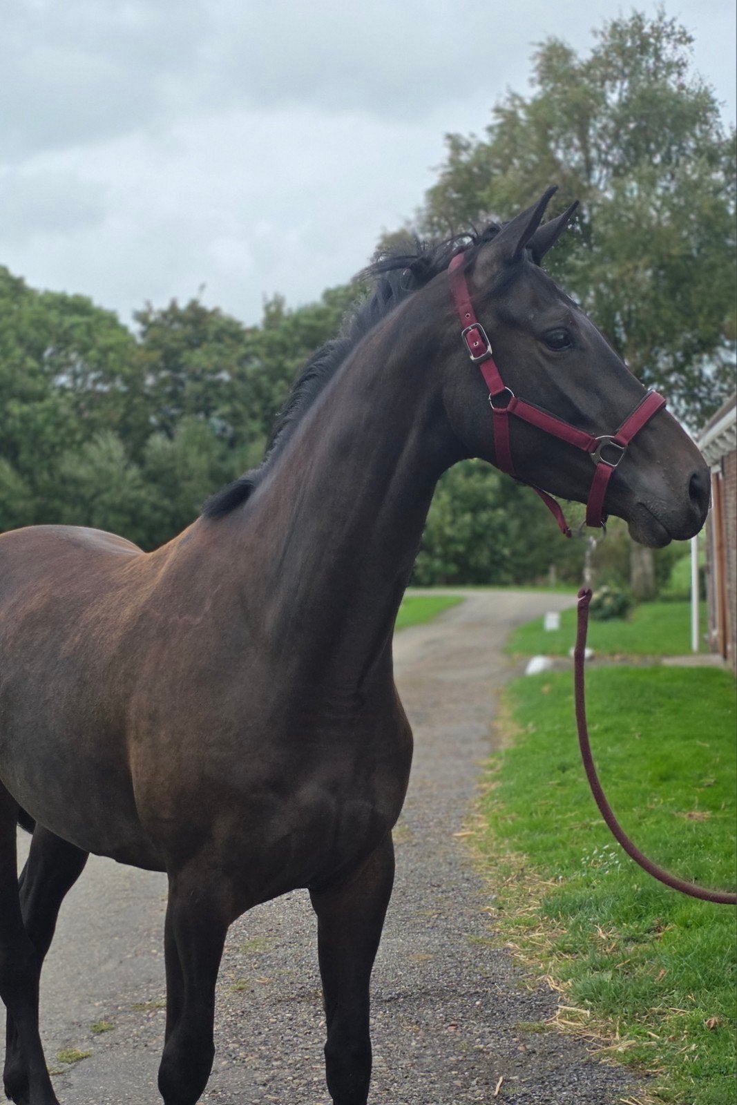 KWPN Stermerrie 4 jaar 1.70m | Lowlands x Obelisk | Dressuur, Merrie, Met stamboom, Dressuurpaard, 3 tot 6 jaar