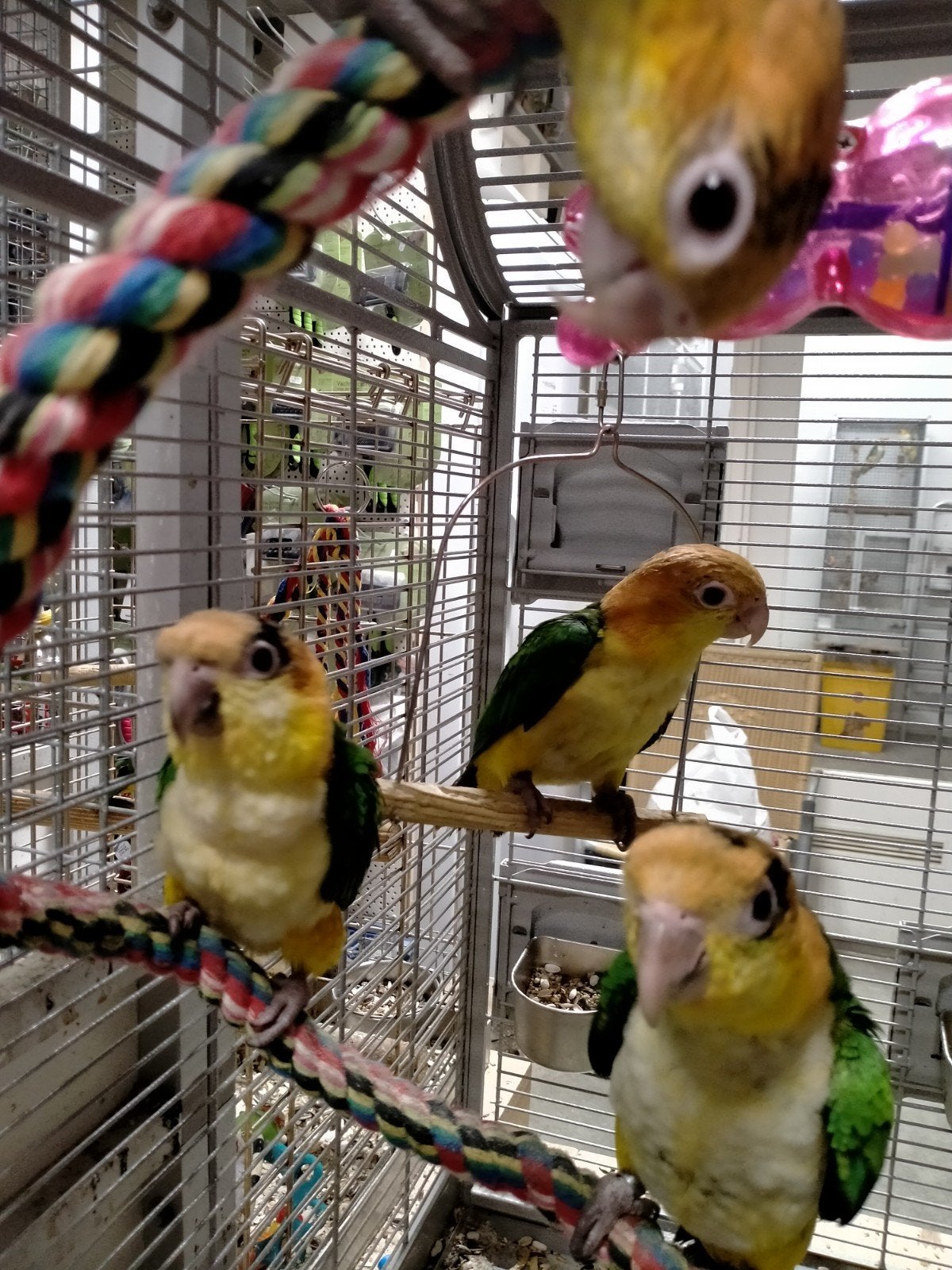 Jonge roestkop caique baby's net zelfstandig super lief, Meerdere dieren, Papegaai, Geringd