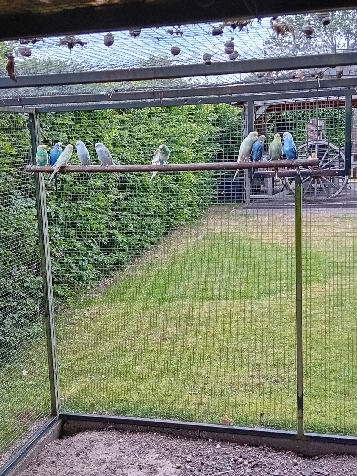10 grasparkieten, Meerdere dieren, Parkiet