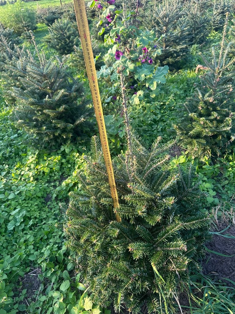 Fraserie kerstbomen, Volle zon, Minder dan 100 cm, Zomer, Overige soorten