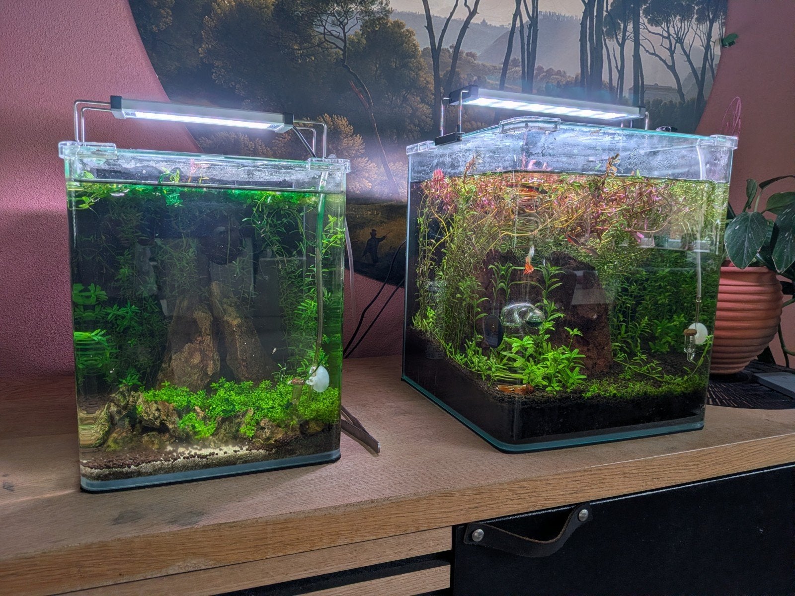 20L of 30L nano cube aquarium compleet met co2, Ophalen, Inclusief vissen, Gebruikt, Overige typen