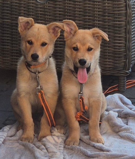 Puppy’s Eurasiër / Herdermix kruising, Parvo, Overige rassen, 8 tot 15 weken, Meerdere