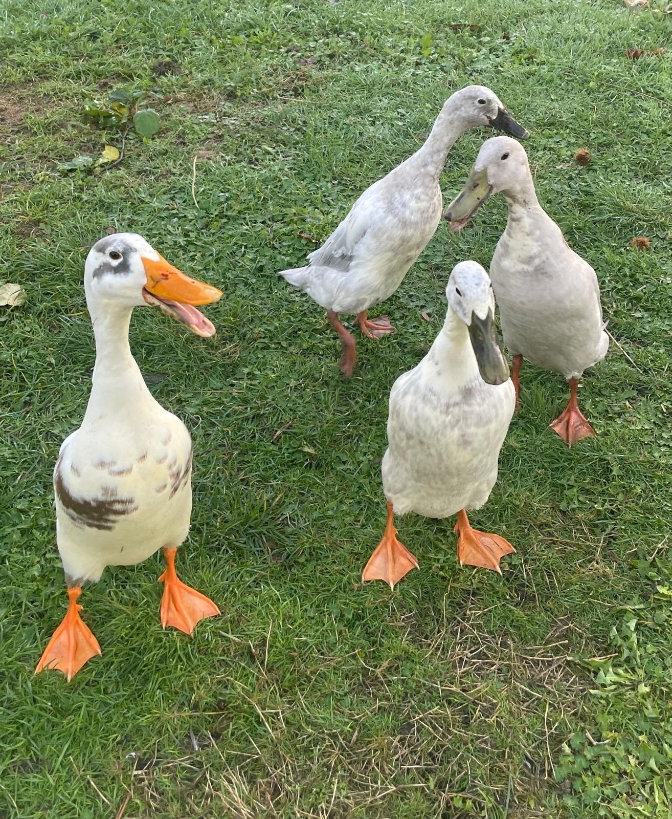 Loop eenden (mannetjes en vrouwtjes), Meerdere dieren, Eend
