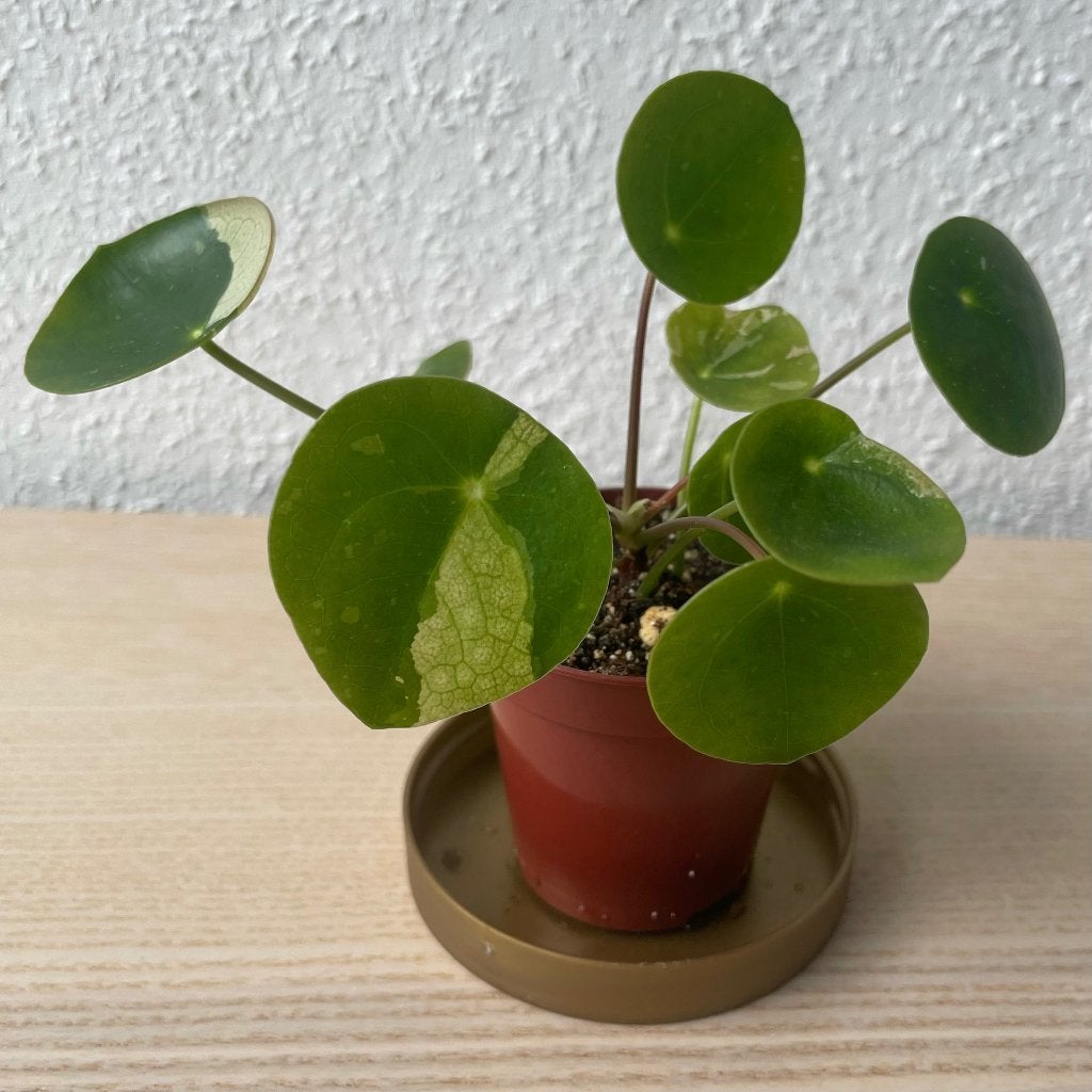 Pilea ‘White Splash’ stekje, Ophalen, Overige soorten, Halfschaduw, In pot