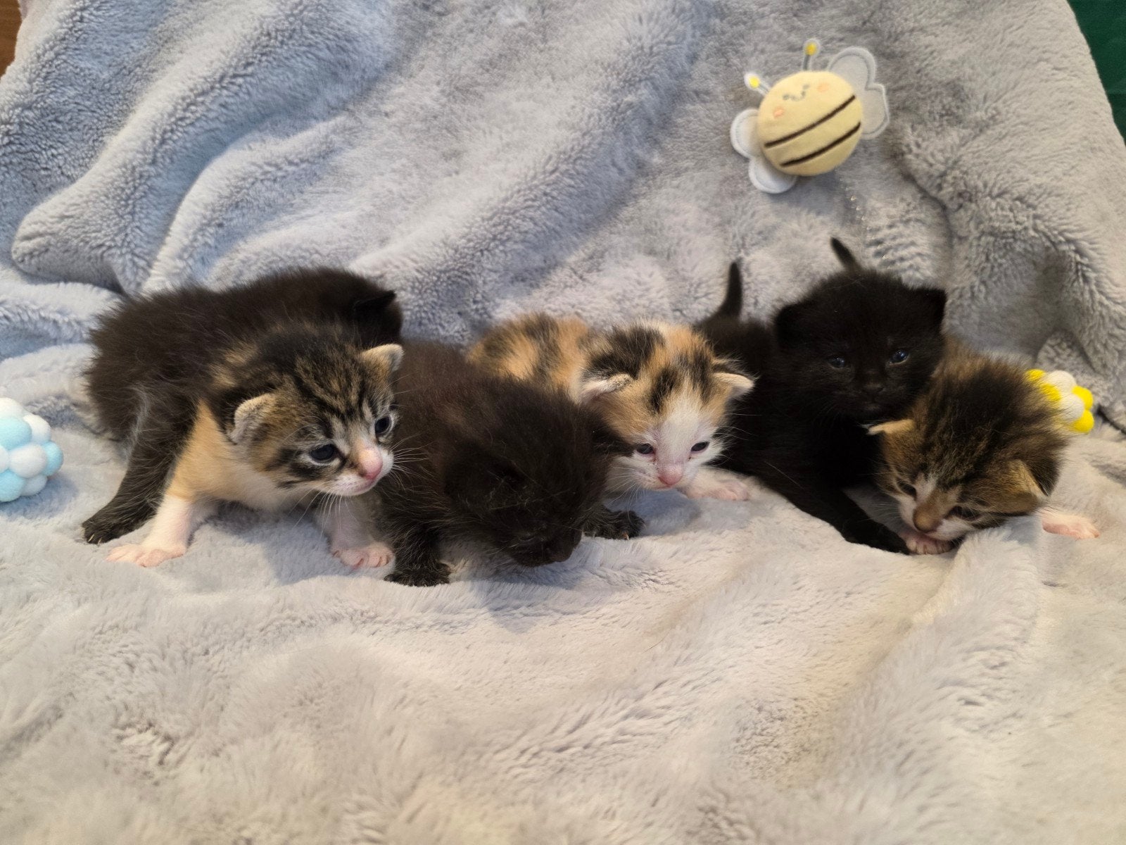 Kittens, Meerdere dieren, Kortharig, 0 tot 2 jaar