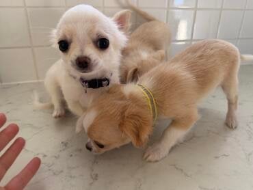 GEZOCHT Langharig Chihuahua meisje puppie puppy, Ophalen of Verzenden