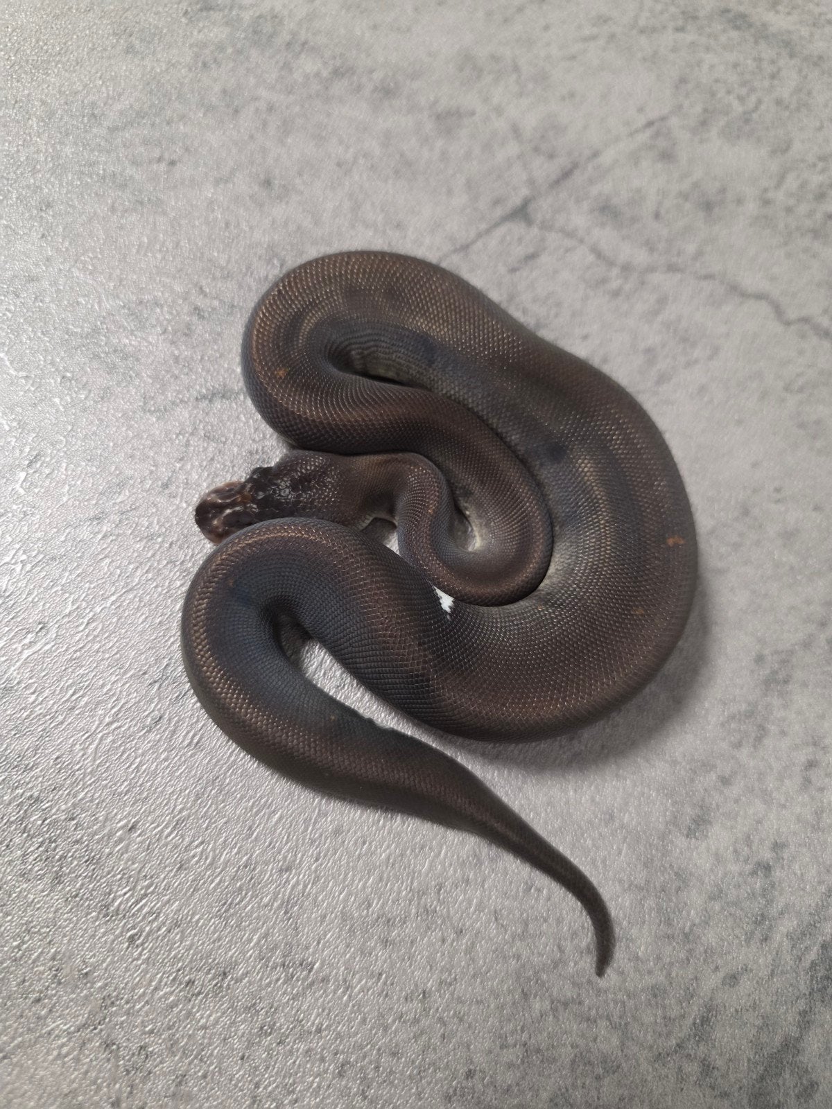 8 Ball️♀️ Ball Python photo 2