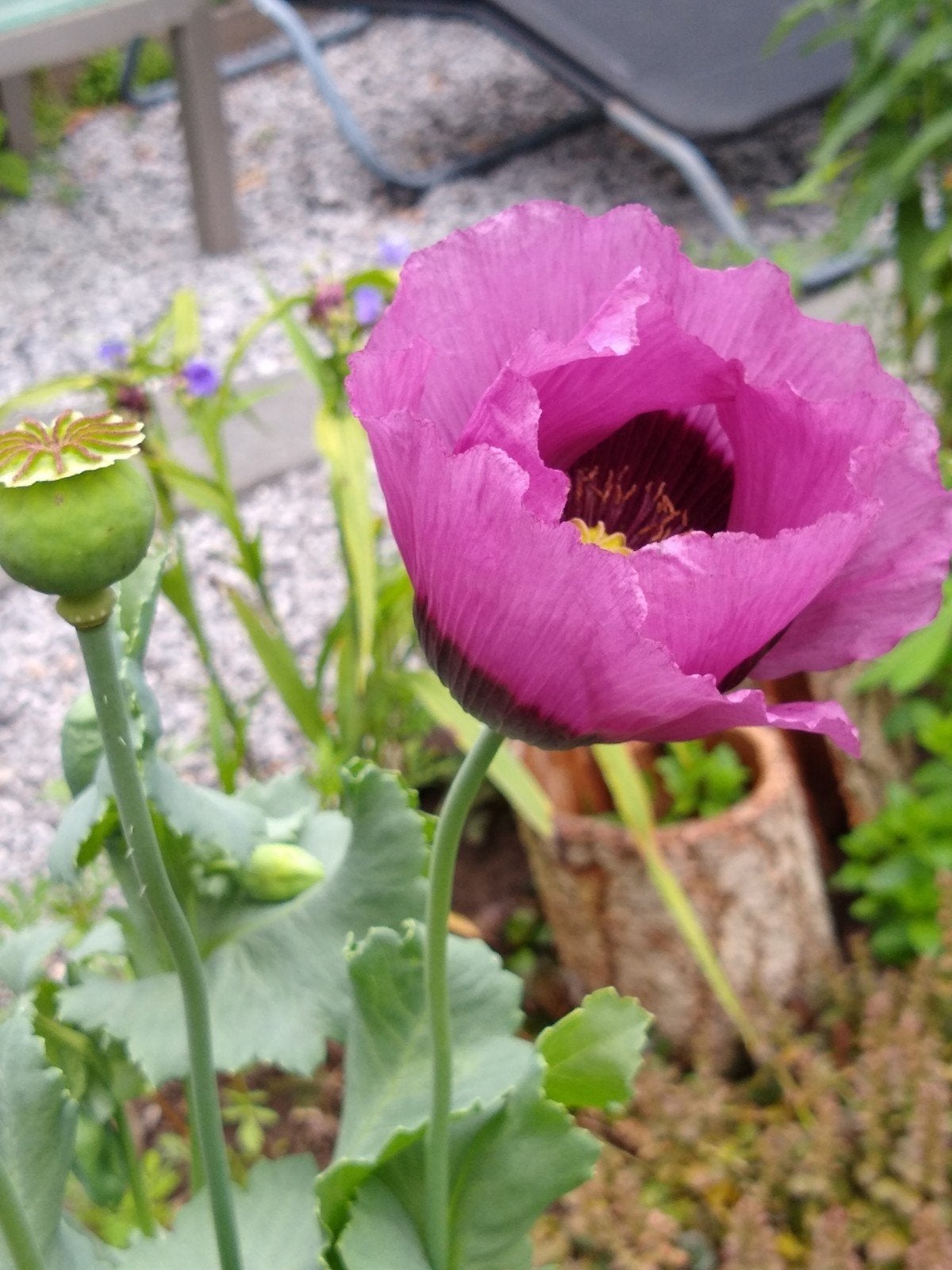 Zaad roze papaver eenjarig, Ophalen of Verzenden, Voorjaar, Volle zon, Zaad