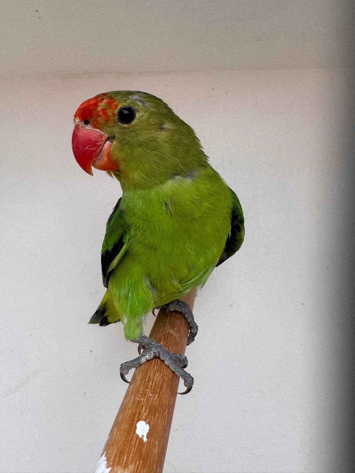 Agapornis Taranta jonge man 3x, Mannelijk, Dwergpapegaai of Agapornis, Geringd