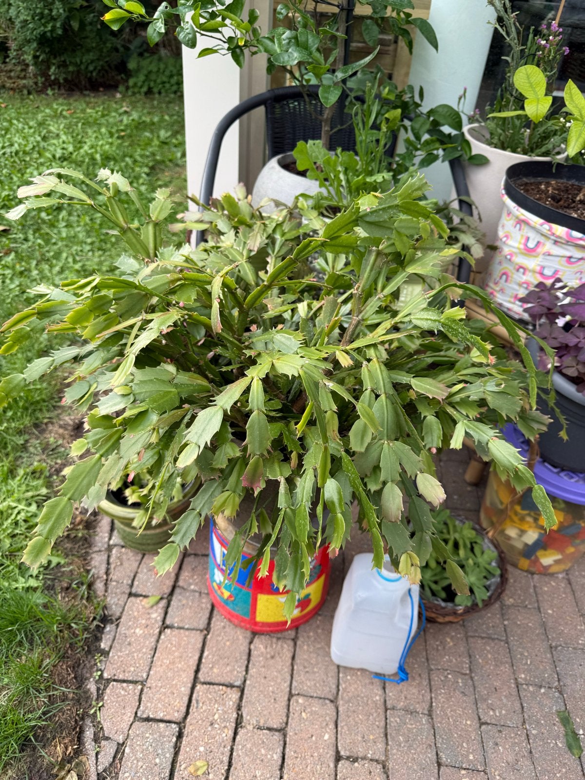Grote Kerstcactus (Schlumbergera) - Bloeiende Kamerplant, Vaste plant, Halfschaduw, Winter, Ophalen