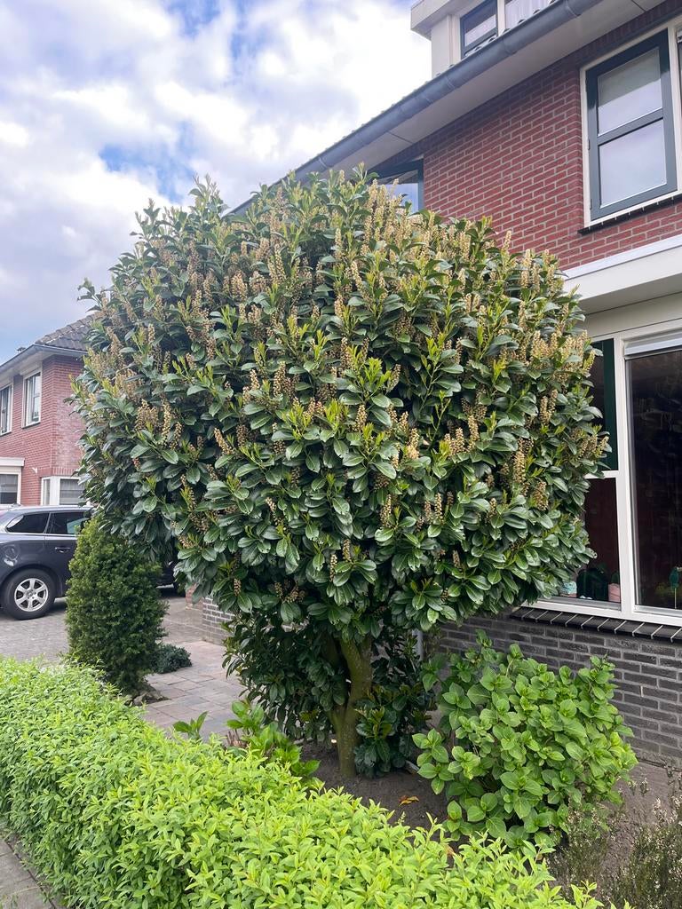 Laurierkers / Prunus laurocerasus, Tuin en Terras, Lente, 400 cm of meer, Ophalen, Volle zon