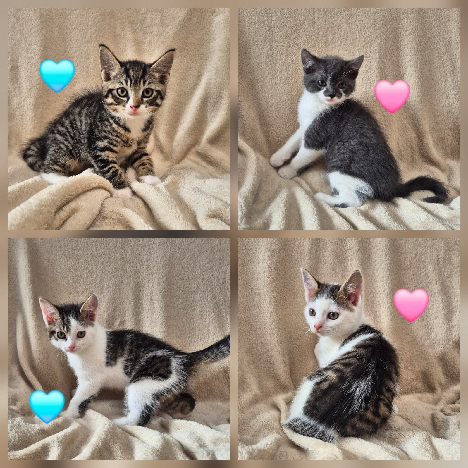 Kittens Blauwe rus x Europese korthaar, Dieren en Toebehoren, Meerdere dieren, Kortharig, 0 tot 2 jaar