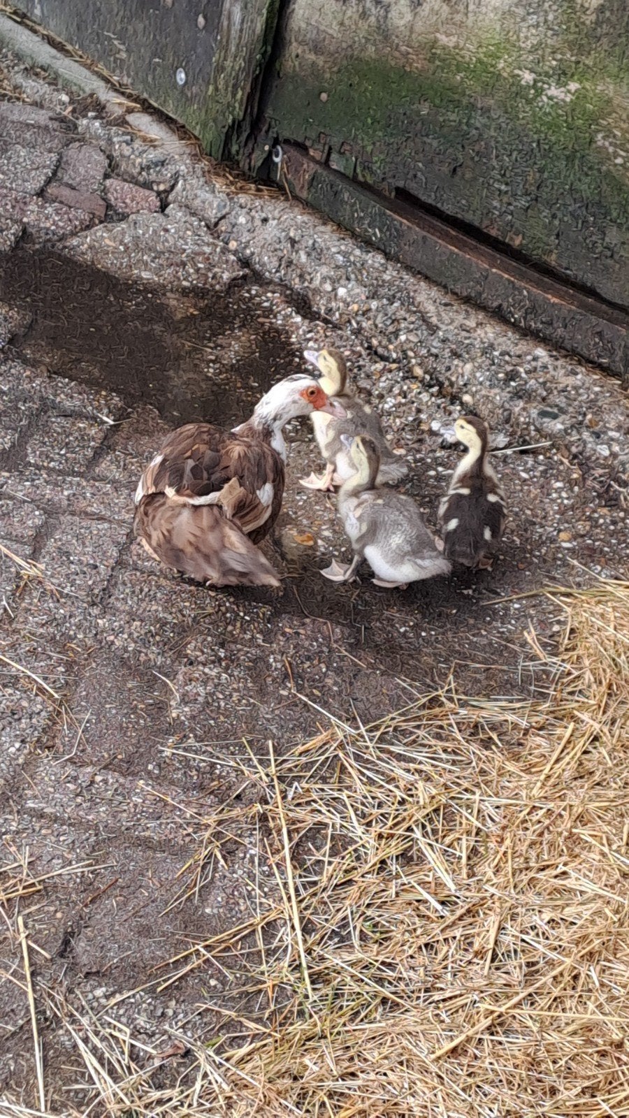 Muskus eend moeder met 3 jonge, Dieren en Toebehoren, Pluimvee, Meerdere dieren, Eend