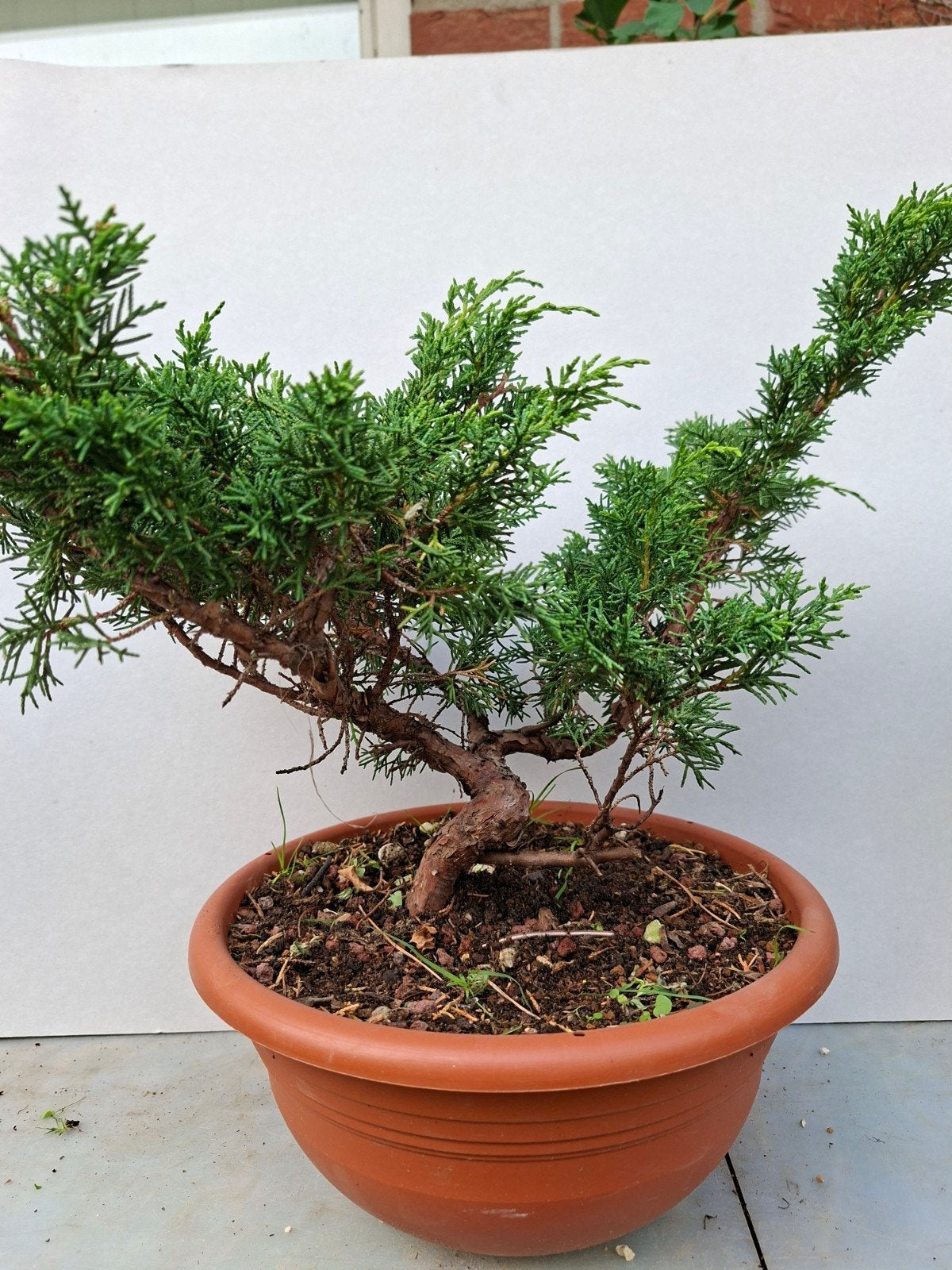 Bonsai, Tuin en Terras, Ophalen of Verzenden, Bloeit niet, Overige soorten, Minder dan 100 cm
