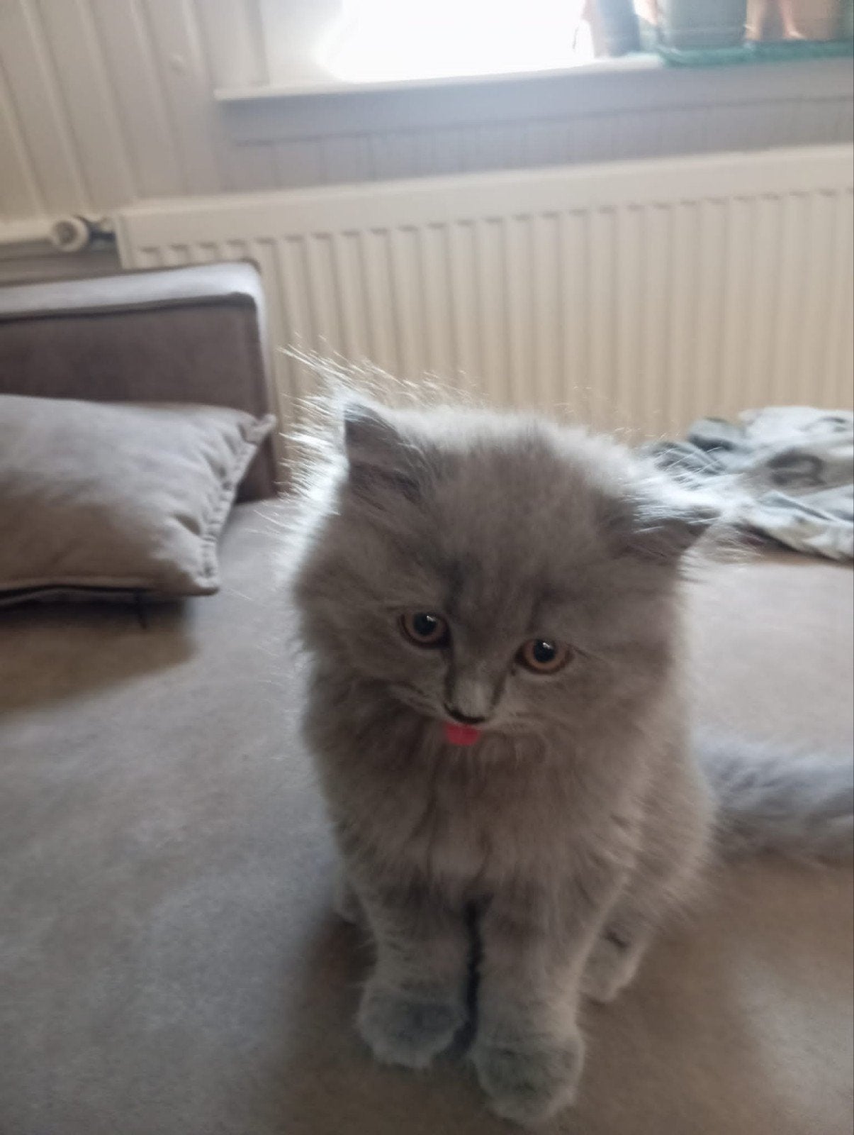 Prachtige Britse Korthaar kittens – Gevaccineerd & Ontwormd, Meerdere dieren, Ontwormd