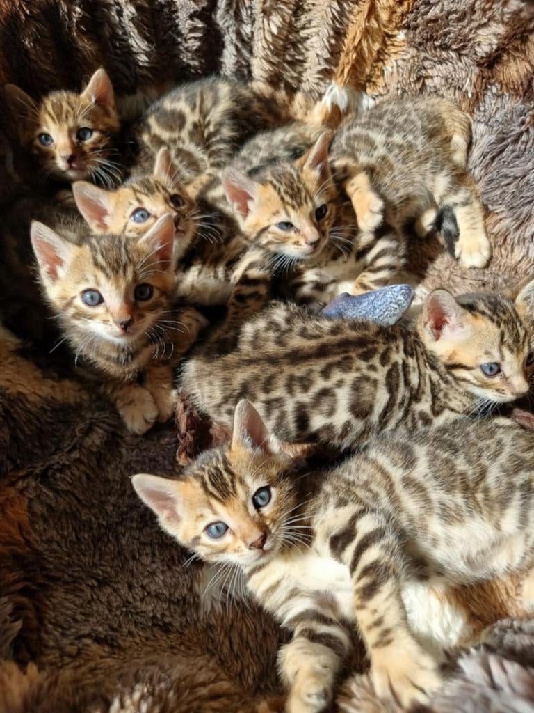 Bengaal kittens met stamboom 🇳🇱🔥, Dieren en Toebehoren, Katten en Kittens | Overige Katten, Meerdere dieren, Kortharig, 0 tot 2 jaar