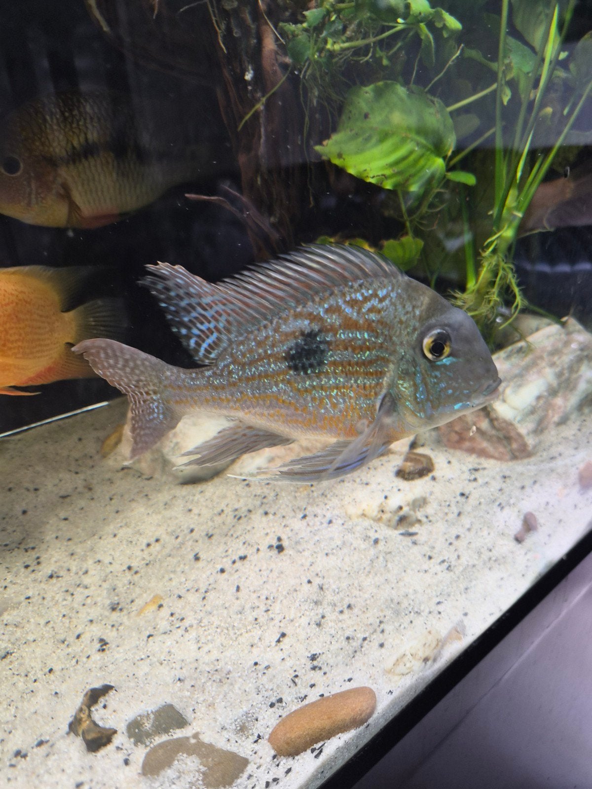 geophagus sveni 25cm, Dieren en Toebehoren, Vis
