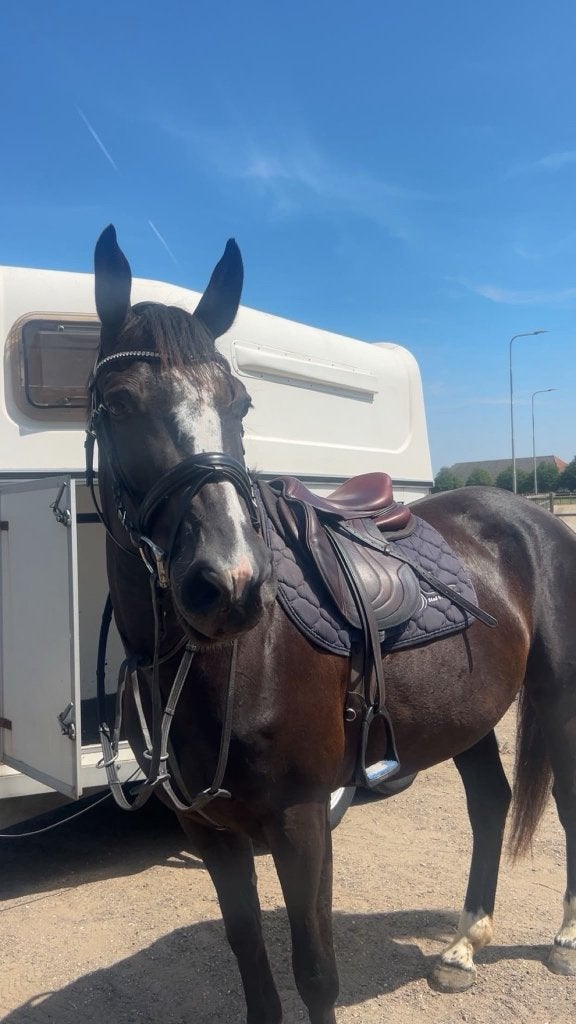 E pony te koop, Dieren en Toebehoren, Merrie