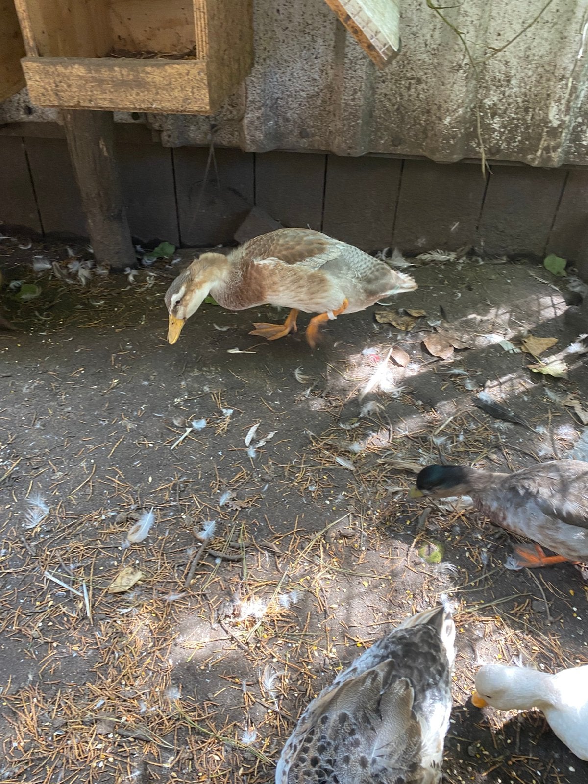 4 oudhollandse kuifeenden, Dieren en Toebehoren, Meerdere dieren, Eend