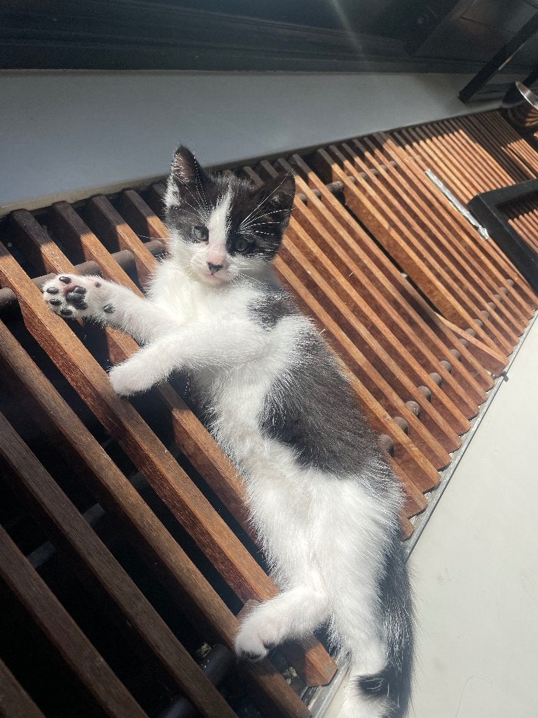 Kittens, Dieren en Toebehoren, Katten en Kittens | Overige Katten, Meerdere dieren, Kortharig, 0 tot 2 jaar