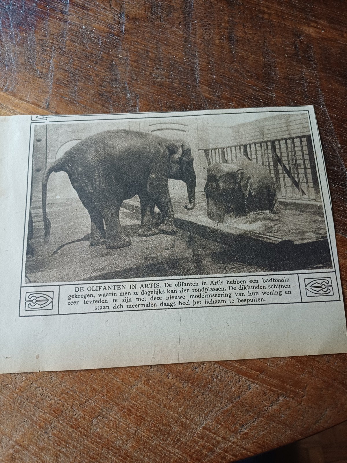 knipsel olifanten dierentuin Artis Amsterdam 1918, Ophalen of Verzenden, Gebruikt, Beeldje of Figuurtje