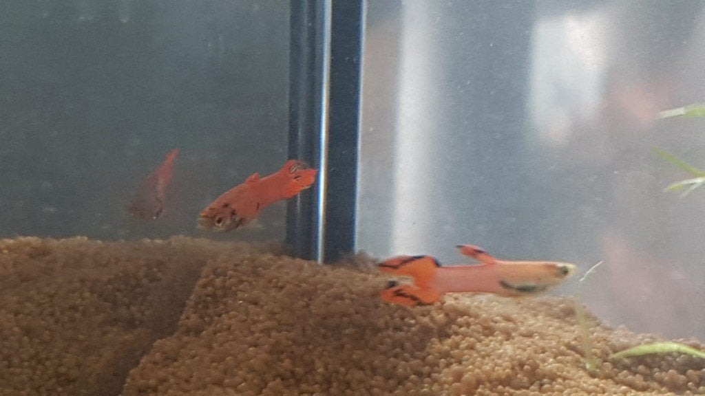 Endler guppies, Dieren en Toebehoren, Vissen | Aquariumvissen, Vis, Zoetwatervis