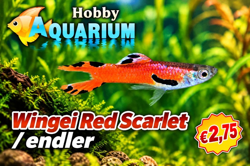 Poec Wingei Red Scarlet / Endler guppy Zat 26 Sept 10/17uur, Vis, Zoetwatervis, Schoolvis