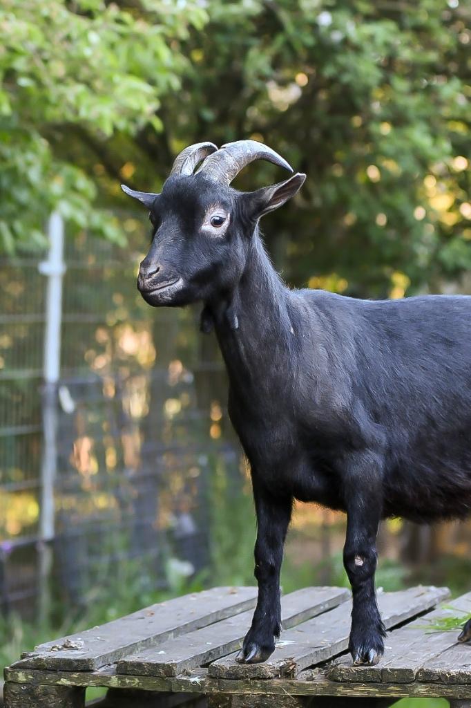Gecastreerde tamme dwerggeit, Dieren en Toebehoren, Mannelijk, Geit, 0 tot 2 jaar