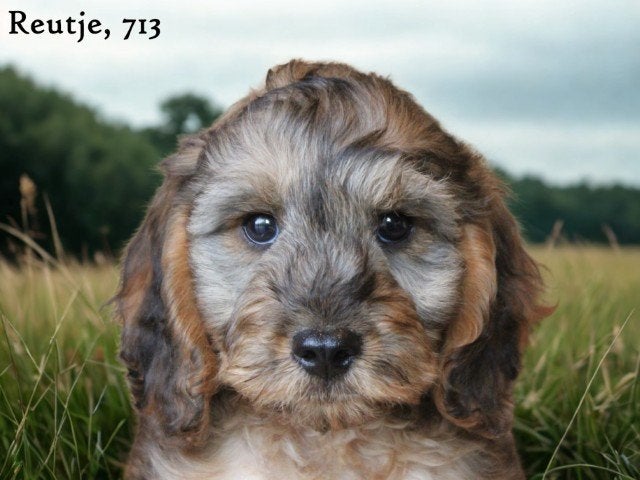 Knappe Cockapoo pups, Dieren en Toebehoren, Honden | Retrievers, Spaniëls en Waterhonden, Nederland, Overige rassen, 8 tot 15 weken